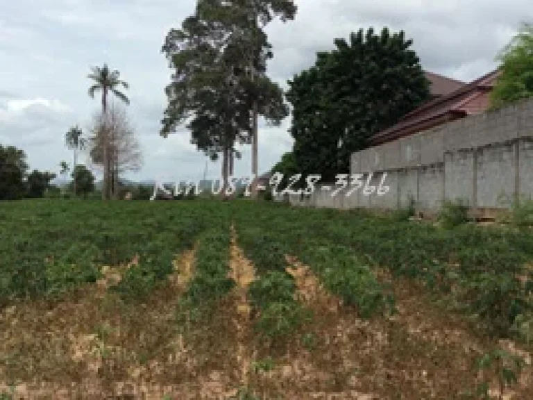 ขายที่ดินเปล่า 7 ไร่ แปลงสวย ติดถนนสุขุมวิท พัทยา ใกล้หมู่บ้านบารมี สวนนงนุช ตลาดน้ำ4ภาค ไร่องุ่นซิลเวอร์เลค Mimosa Patt