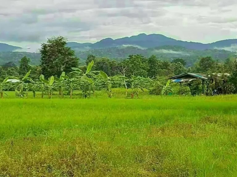 ขายที่ดินแม่แตงวิวดอยมีบ่อน้ำ พร้อมสวนลำใย ราคาถูก