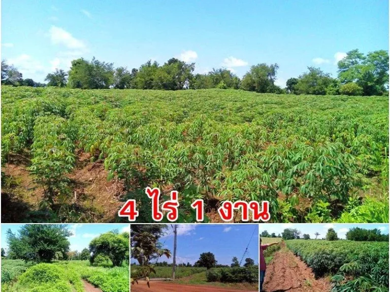 ขายที่ดินโฉนด 4 ไร่ อหนองไผ่ ห่างจากตัวที่ว่าการอำเภอ 5 กมที่สูง