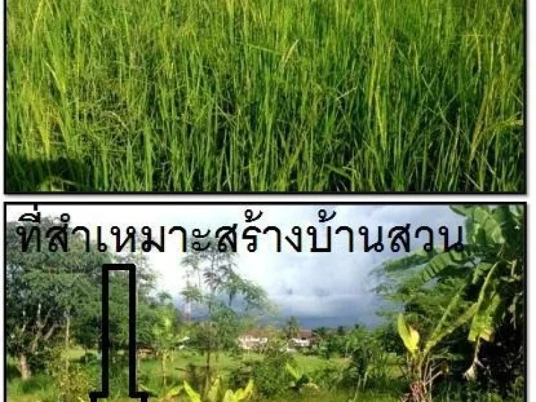 ขายที่ดิน 2 ไร่ในตัวเมืองใกล้ๆกับหมู่บ้านการเคหะ