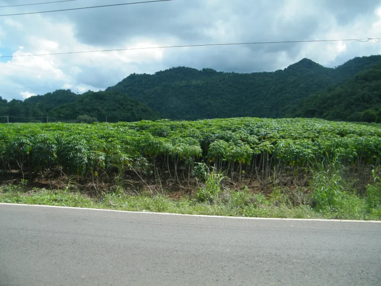 ขายที่ดิน 12 ไร่ ตหนองน้ำแดงเขาใหญ่ อปากช่อง