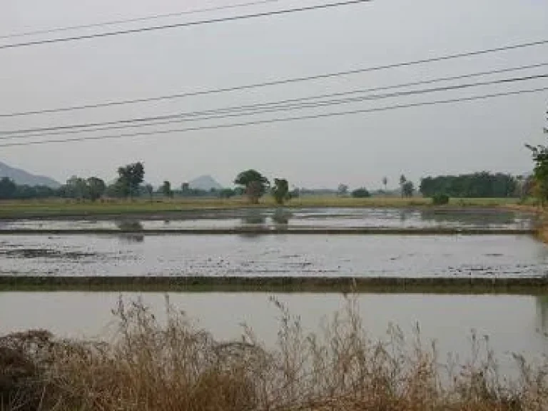 ที่ดินขนาด 46 ไร่เศษ ที่สามชุก สุพรรณฯ ใกล้วัดหนองบัวทอง และ ตลาด 100 ปี