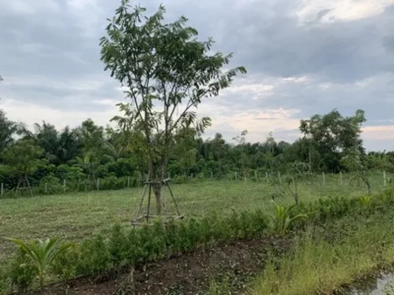 ขายที่ดิน คลอง 12 หนองเสือ ขนาด 3ไร่ พร้อมถม พร้อมขุดบ่อ บรรยากาศดีมาก เหมาะสร้างบ้าน ทำการเกษตร