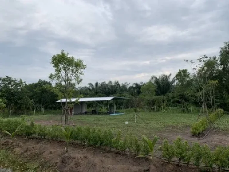 ขายที่ดิน คลอง 12 หนองเสือ ขนาด 3ไร่ พร้อมถม พร้อมขุดบ่อ บรรยากาศดีมาก เหมาะสร้างบ้าน ทำการเกษตร