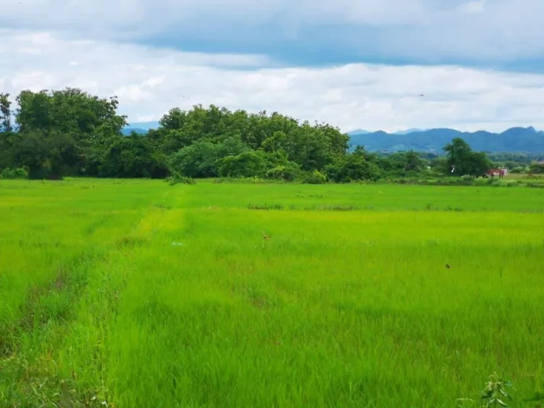 ขายที่ดินพร้อมต้นสัก350ต้น