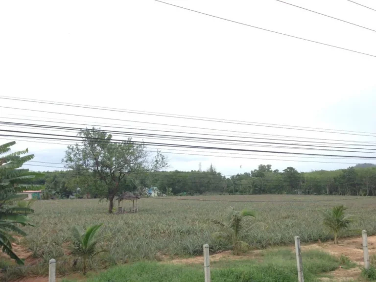 ที่ดินใกล้หาดไม้ขาว 10ไร่