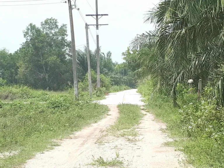 ขาย ที่ดิน ใกล้หมู่บ้านทุ่งใหญ่ ถนนหาดใหญ่-ปัตตานี จะนะ สงขลา