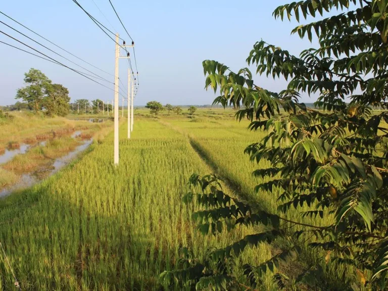 ขายที่ดิน อำเภอเมือง จังหวัดบึงกาฬ ใกล้แม่น้ำโขง และศูนย์ราชการใหม่