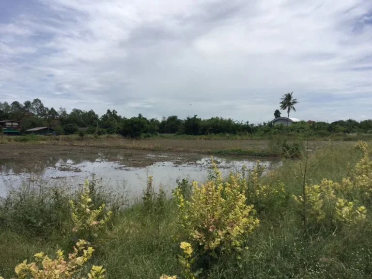 ที่ดินริมแม่น้ำท่าจีน 3ไร่ครึ่ง ติดทางสาธารณะ บางไทรป่า บางเลน นครปฐม