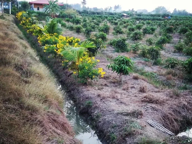 ขายที่ดินสวนมะม่วง 13 ไร่เศษ ทำเลสวยในเมืองสุพรรณบุรี ขายยกแปลง ฟรีค่าโอน