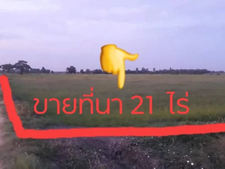 ขายที่ดิน 21 ไร่ อำเภอบางปลาม้า จังหวัด สุพรรณบุรี