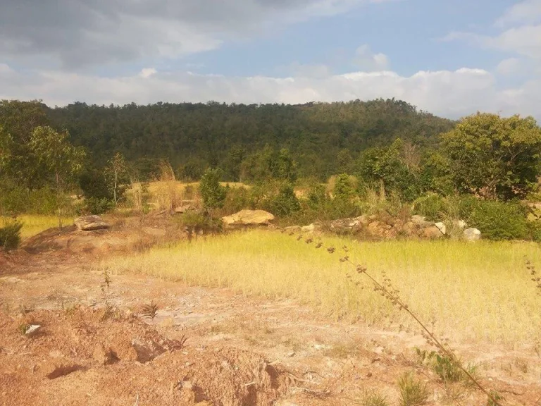 ขายที่ดินถูก31ไร่ วิวภูเขาสวย ถนนลูกรังหนองหอย ออกหลัง มอุบลฯ