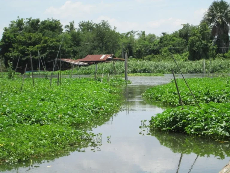 ขายที่ดิน ติดริมแม่น้ำท่าจีนหน้ากว้างติดแม่น้ำ 50 เมตร เหมาะสร้างบ้านที่อยู่อาศัยรีสอร์ท ด้านหน้าติดแม่น้ำท่าจีน ด้านหลังติดถนน เนื้อที่ 2 ไร่ ขายราคาไร่ละ 25 ล้านบาท พร้อมโอน