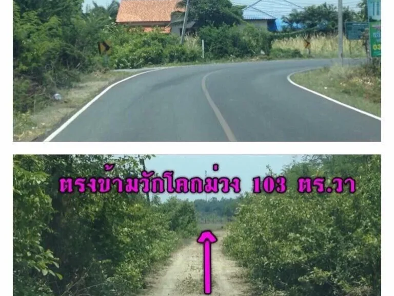 ขายที่ดิน 103 ตรวา ตกกโก อเมือง จลพบุรี ใกล้สถานที่ราชการ