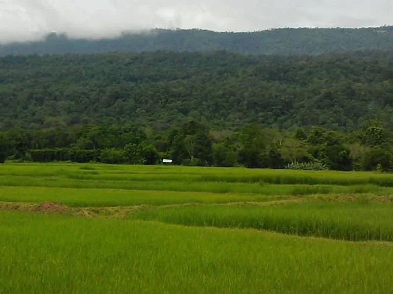 ขายที่นาวิวภูเขา