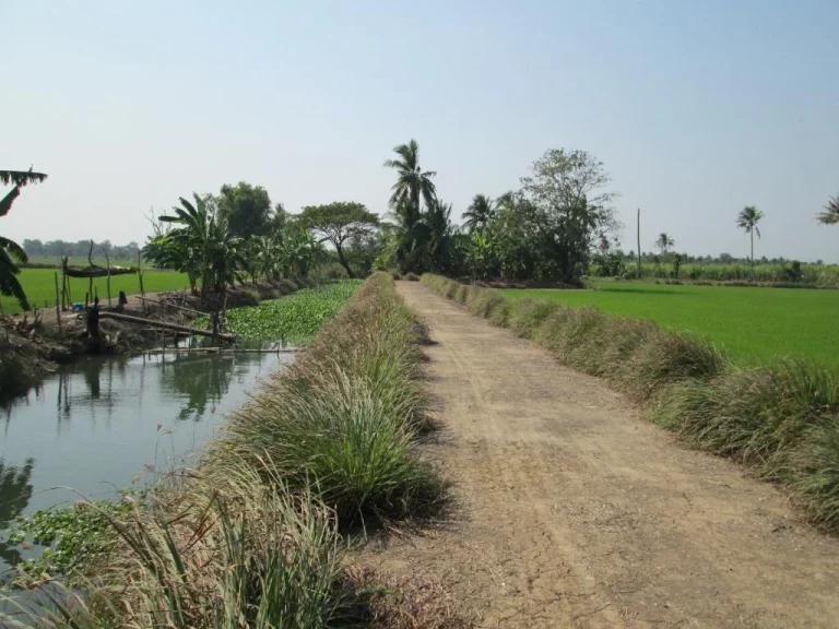 ขายที่ดินแปลงสวย เขตบ้านบางแก้วฟ้าฟ้า เหมาะสำหรับปลูกบ้านที่พักอาศัย ทำนา การเกษตร สวนกล้วยไม้ เนื้อที่ 17-1-30 ไร่ ขายไร่ละ 7 แสนบาท พร้อมโอน