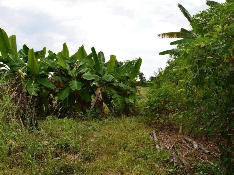 ขายที่5ไร่ติดโรงงานปูนซีเมนตฺ์ หนองภัยศูนย์ จหนองบัวลำภู