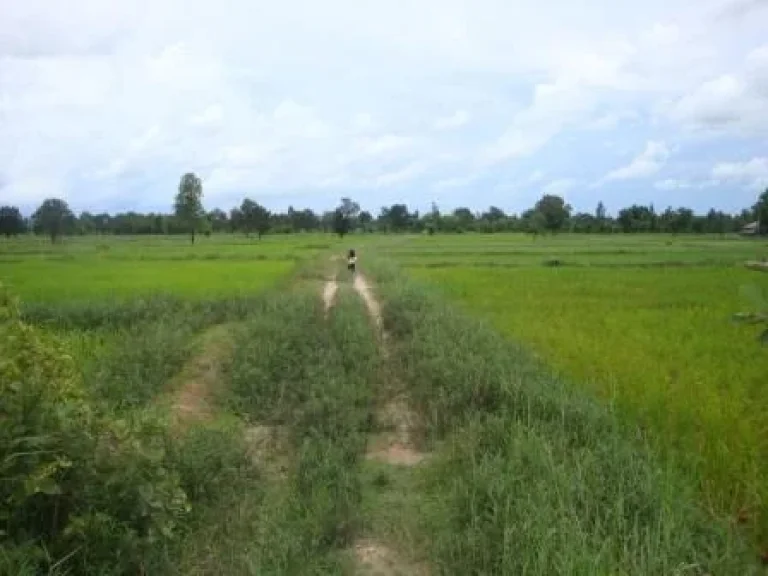 ขายที่ดินเป็นแปลงนา เนื้อที่ 13 ไร่ จังหวัดอุบล อำเภอตาลสุม