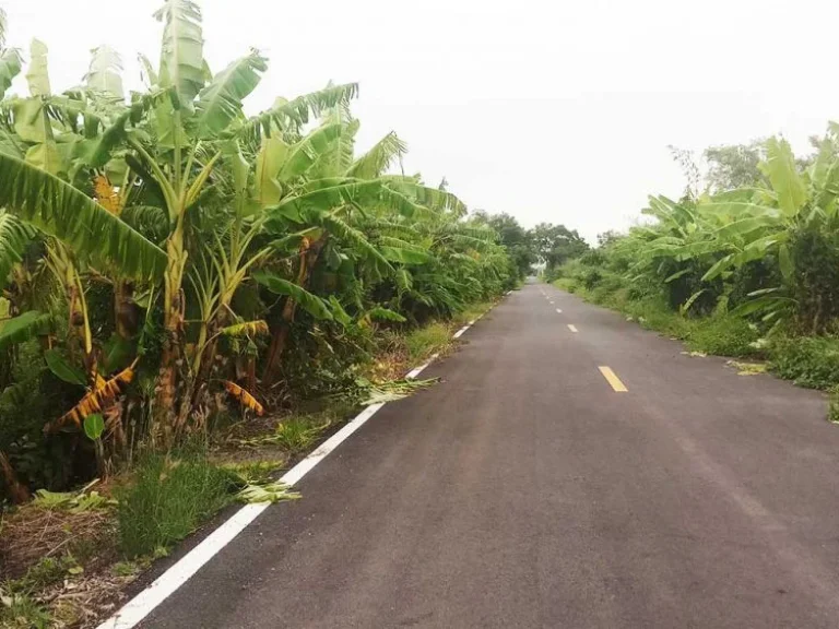 ขายที่ดินคลองสาม คลองหลวง ปทุมธานี 225ตรว รูปแปลงสี่เหลี่ยมสวย เหมาะปลูกบ้าน ขายที่ดินลดราคาถูกสุดๆ