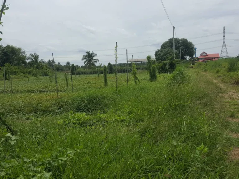 ขายที่ดินหลังโรงเรียนหนองเสือวิทยาคม ปลูกบ้าน 200 ตรว