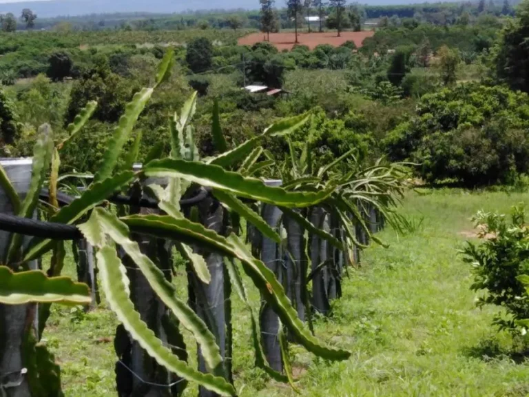 ขายที่ดินโฉนด200ไร่สวนแก้วมังกร ลำไย ตร่องจิก อภูเรือ จเลย