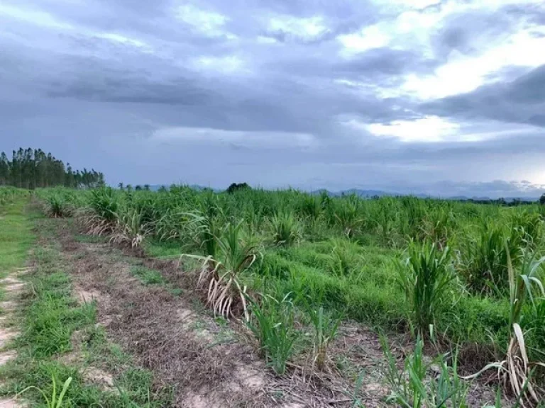 ขายที่ดินเปล่าอำเภอหัวหิน จังหวัดประจวบ เนื้อที่ 22 ไร่