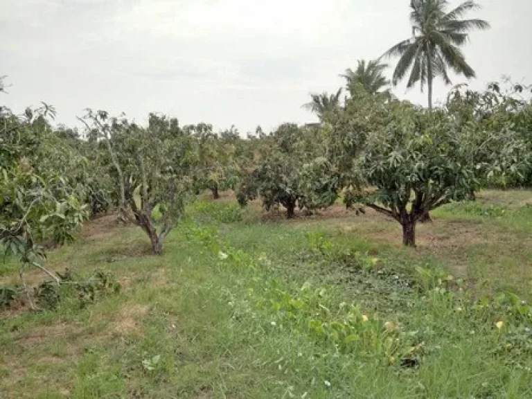 ที่ดินทำเลทอง เป็นสวนมะม่วง จำนวน 3 ไร่ จสุพรรบุรี