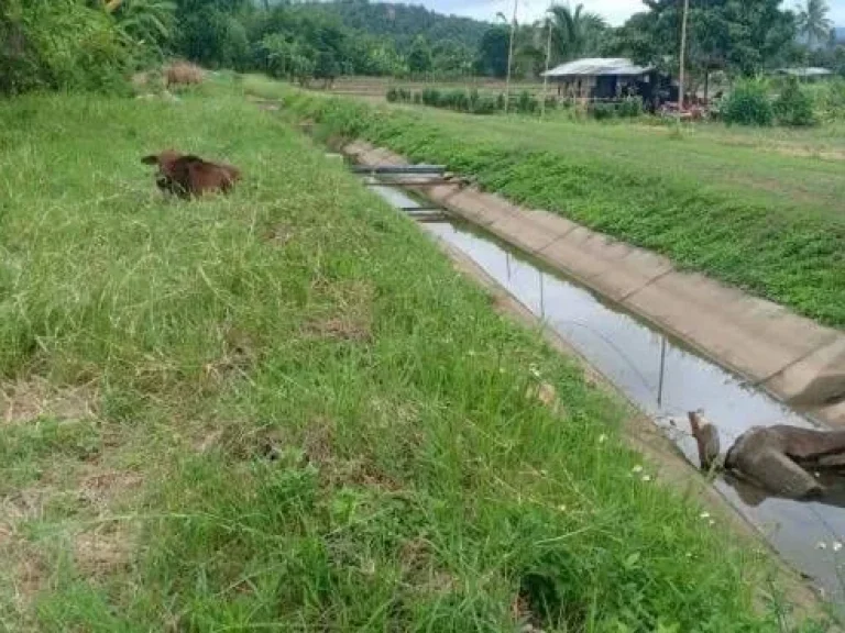 ขายที่ดินแม่แตง ห่างคลองชลประทาน 800 เมตร