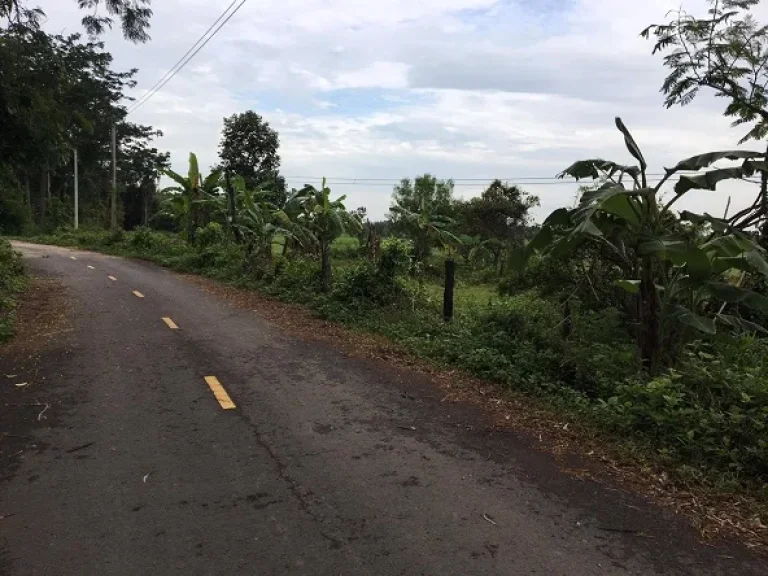 ขายที่ดิน 2ไร่ ตำบลนาบัว อำเภอเมือง จังหวัดสุรินทร์