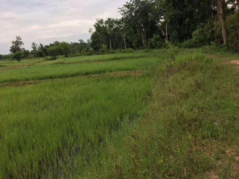 ขายที่ดิน 3ไร่ ตำบลนาบัว อำเภอเมือง จังหวัดสุรินทร์