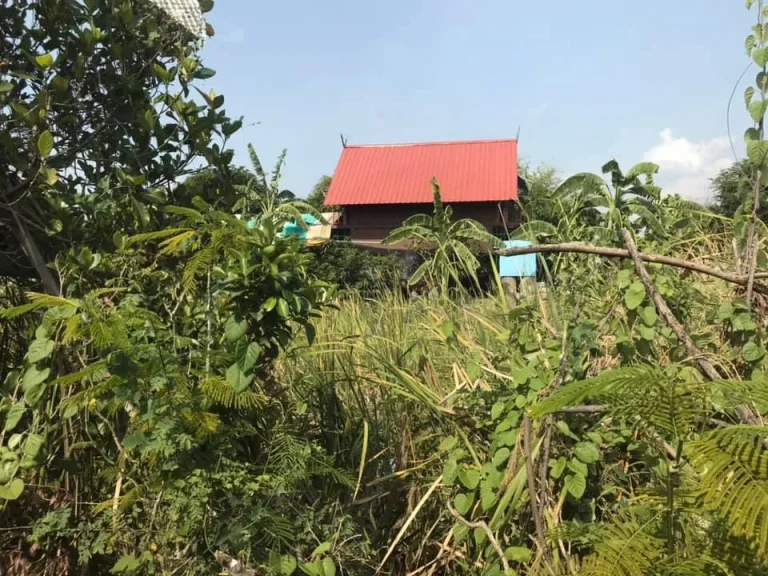 ขายที่ดิน 100 ตรว ติดถนนใหญ่ ใกล้คลองมหาสวัสดิ์ มีทางเข้าออกหลายทาง