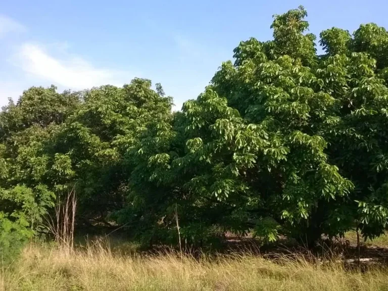 ประกาศขายที่ดิน 34 ไร่ พื้นที่ว่างเปล่า และพื้นที่สวนลำใย