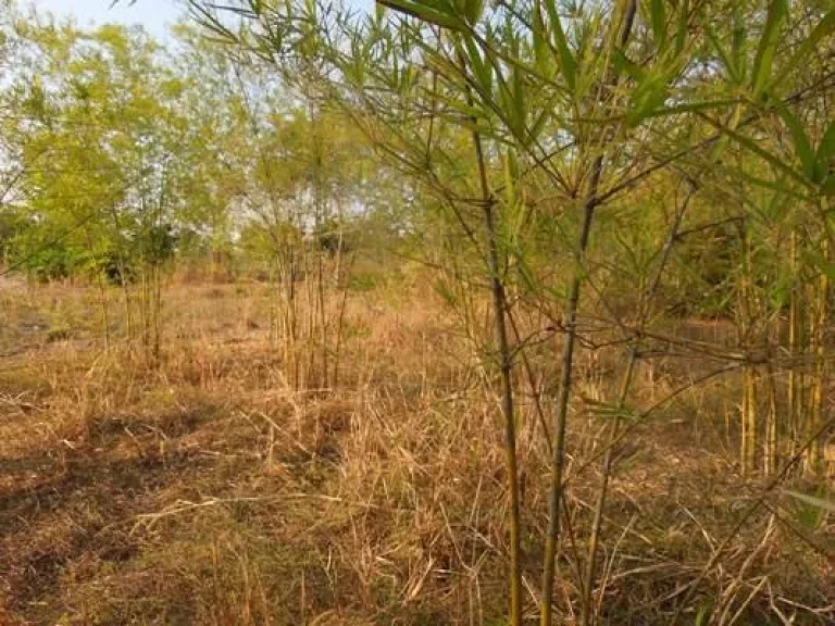 ขายที่ดิน 1 แปลง ที่ดินสวยปลูกไผ่ อยู่ใกล้ถนนสายหลัก วังสามหมอ-วาริชภูมิ