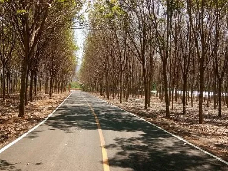 ที่ดินสวย ถนนผ่ากลาง บรรยากาศดี