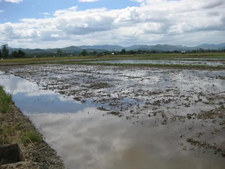 ขายที่ดินติดลำเหมือง ไม่ไกลจากถนนใหญ่ ที่เชียงราย