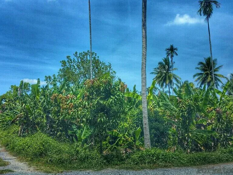 ขายที่ดิน1ไร่ ใกล้สะพานนนทบุรี1เลี่ยงเมือง