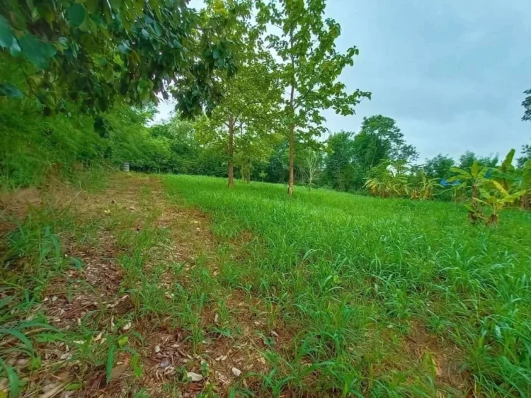 ขายที่ดินสันโป่งแม่ริม ห่างตัวเมืองเชียงใหม่ 24 km