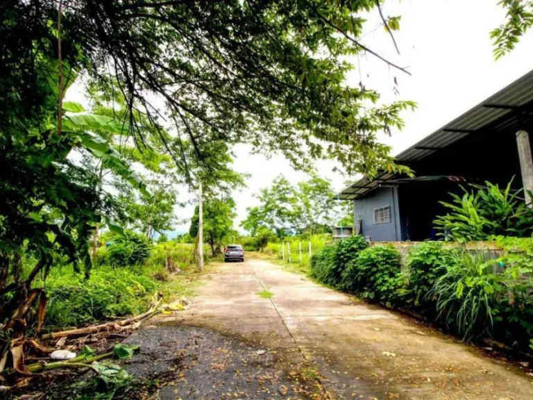 ขายที่ดินสันโป่งแม่ริม บ้านหนองอาบช้าง