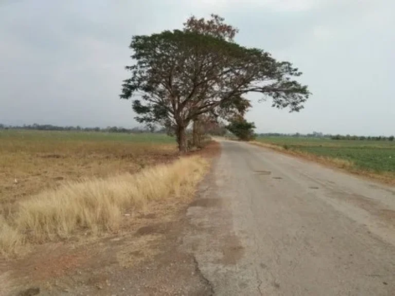 ขายที่ดินเปล่า 42 ไร่จังหวัดเพชรบูรณ์