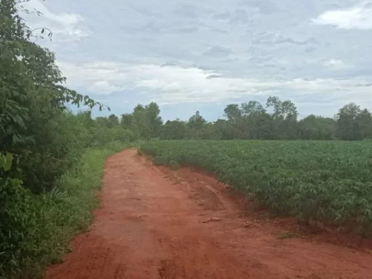 ที่ดินโฉนด นส3ก พร้อมโอน คลองไผ่ สีคิ้ว โคราช ขายด่วน