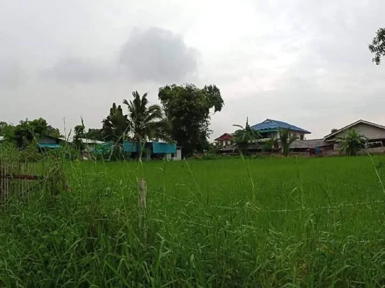 ขายที่ดินติดลำเหมือง ริมใต้ แม่ริม เชียงใหม่