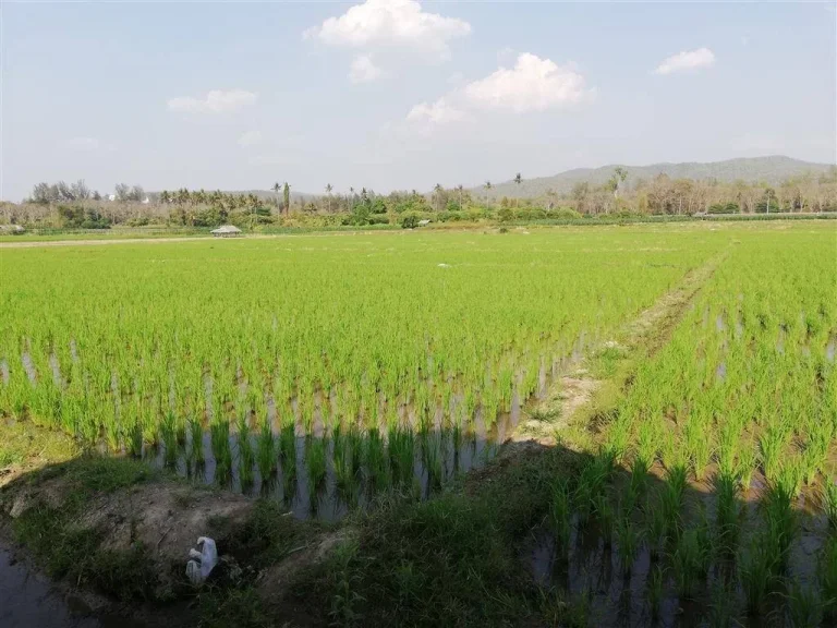 ขายที่สวนแม่แฝกสันทราย ห่างถนนหลัก 700 เมตร