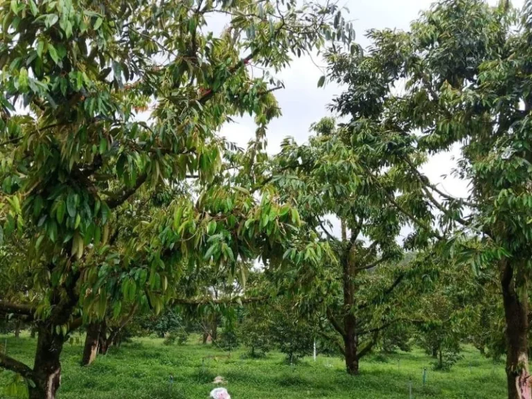 ขายสวนทุเรียน จังหวัดจันทบุรี