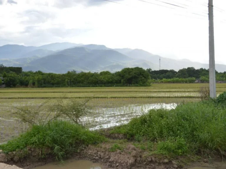 ขายที่ดินติดถนนสันผีเสื้อ หน้าโครงการจัดสรร อำเภอเมือง เชียงใหม่