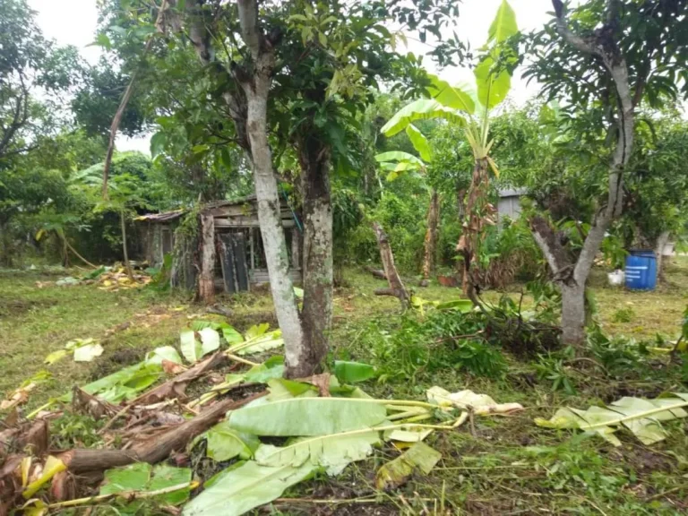 ขายที่ดินบ้านเกษตรพัฒนา ป่าไผ่ สันทราย เชียงใหม่