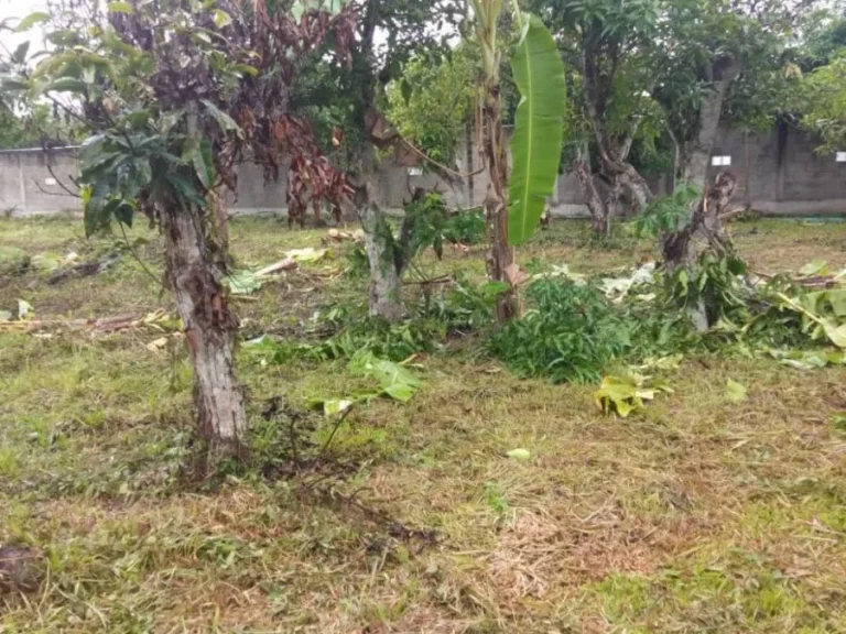 ขายที่ดินบ้านเกษตรพัฒนา ป่าไผ่ สันทราย เชียงใหม่