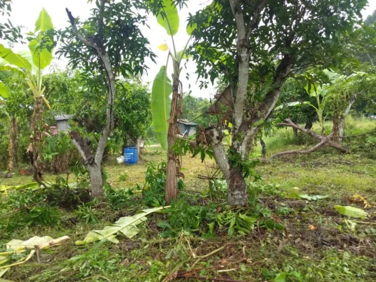 ขายที่ดินบ้านเกษตรพัฒนา ป่าไผ่ สันทราย เชียงใหม่