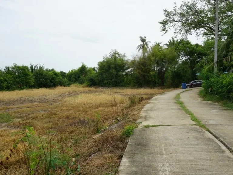 ขาย ที่ดิน ตนางบวช อเดิมบางนางบวช สุพรรณบุรี เนื้อที่ 2 ไร่ 135 ตรว