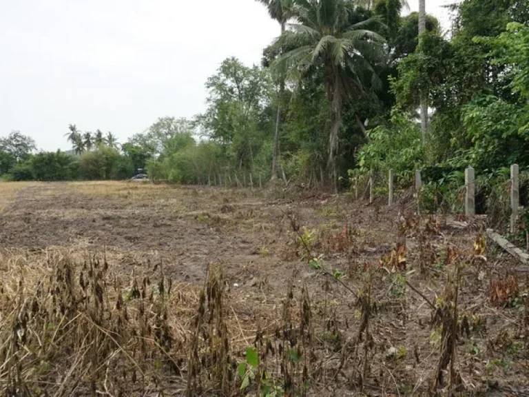 ขาย ที่ดิน ตนางบวช อเดิมบางนางบวช สุพรรณบุรี เนื้อที่ 2 ไร่ 135 ตรว