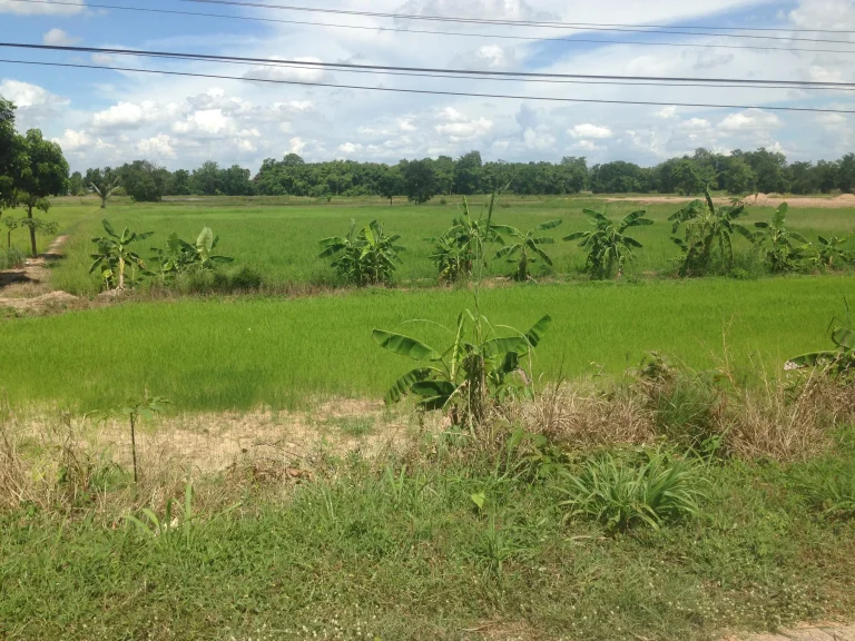 ขายที่ดินราคาถูก จำนวน 2 ไร่ติดถนนสายเอเชีย เส้นนครสวรรค์-พิษณุโลก